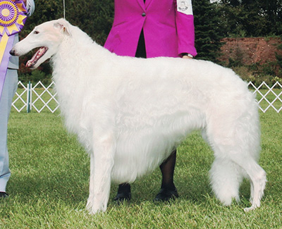 Top Conformation Borzoi 2017